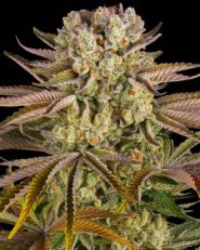 Pineapple Express by Barny's Farm