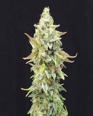 Pineapple Dream Feminized by Kannabia