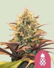 Pineapple Kush by Royal Queen Seeds