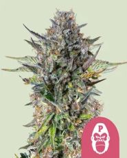 Pink Gorilla Feminized by Royal Queen Seeds