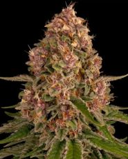 Pink Kush Feminized 