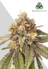 Pink Runtz Auto Seeds