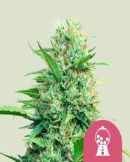 Pink Runtz Feminized by Royal Queen Seeds