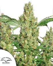 Power Plant Regular by Dutch Passion