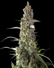 Prima Hollandica Regular by Super Sativa Seed Club
