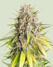 Punch Pie Feminized by Royal Queen Seeds