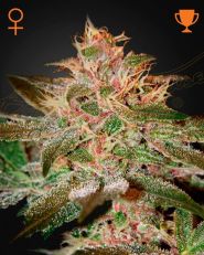 Pure Kush Feminized by Green House Seeds