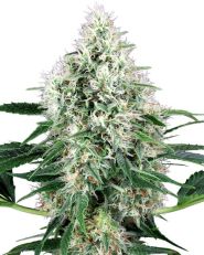 Pure Power Plant Auto by Sensi Seeds White Label