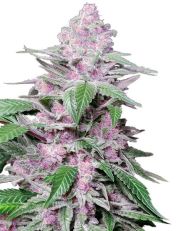 Purple Cookie Kush by Sensi Seeds