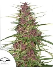 Purple #1 Regular by Dutch Passion