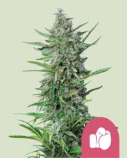 Purple Punch Feminized by Royal Queen Seeds