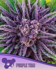 Purple Thai Feminized by Anesia Seeds