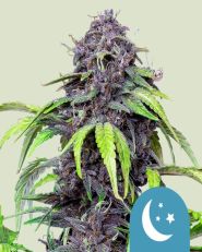 Purplematic CBD Auto by Royal Queen Seeds