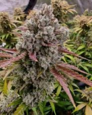 Red Jack Auto by Growers Choice Seeds