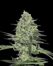 Rhino Ryder by Fast Buds