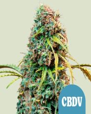 Royal CBDV Auto by Royal Queen Seeds