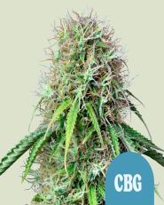 Royal CBG Auto by Royal Queen Seeds