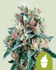 Creamatic by Royal Queen Seeds-10