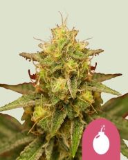 Royal Domina by Royal Queen Seeds