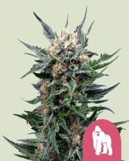 Royal Gorilla Feminized by Royal Queen Seeds