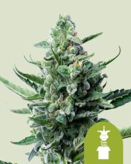 Royal Jack Automatic by Royal Queen Seeds