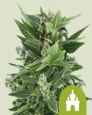 Royal Kush Automatic by Royal Queen Seeds