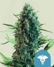 Royal Medic by Royal Queen Seeds