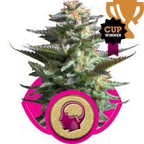 Amnesia Haze by Royal Queen Seeds