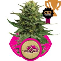 Blue Mystic by Royal Queen Seeds
