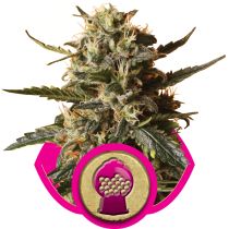 Bubble Gum XL by Royal Queen Seeds