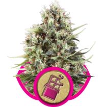 Chocolate Haze by Royal Queen Seeds