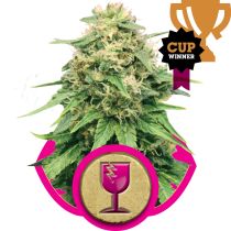Critical by Royal Queen Seeds