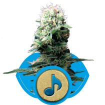 Dance World by Royal Queen Seeds
