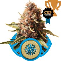 Euphoria by Royal Queen Seeds