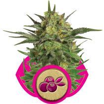 Haze Berry by Royal Queen Seeds
