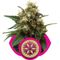 Ice by Royal Queen Seeds