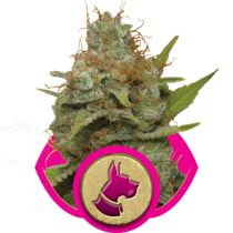 Kali Dog by Royal Queen Seeds
