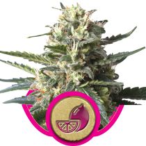 Lemon Shining Silver Haze by Royal Queen Seeds