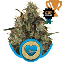 Medical Mass by Royal Queen Seeds
