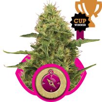 Northern Light by Royal Queen Seeds
