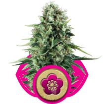 Power Flower by Royal Queen Seeds