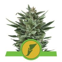Quick One by Royal Queen Seeds