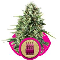 Royal AK by Royal Queen Seeds