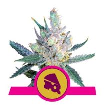 Royal Cheese by Royal Queen Seeds