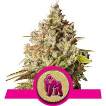 Royal Gorilla by Royal Queen Seeds