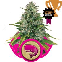 Royal Moby by Royal Queen Seeds