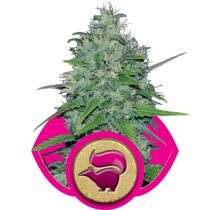 Skunk XL by Royal Queen Seeds