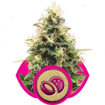 Somango XL by Royal Queen Seeds