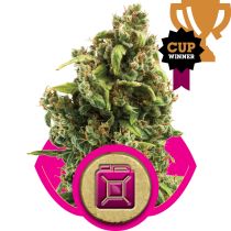 Sour Diesel by Royal Queen Seeds