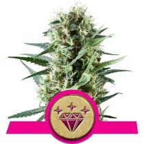 Special Kush #1 by Royal Queen Seeds